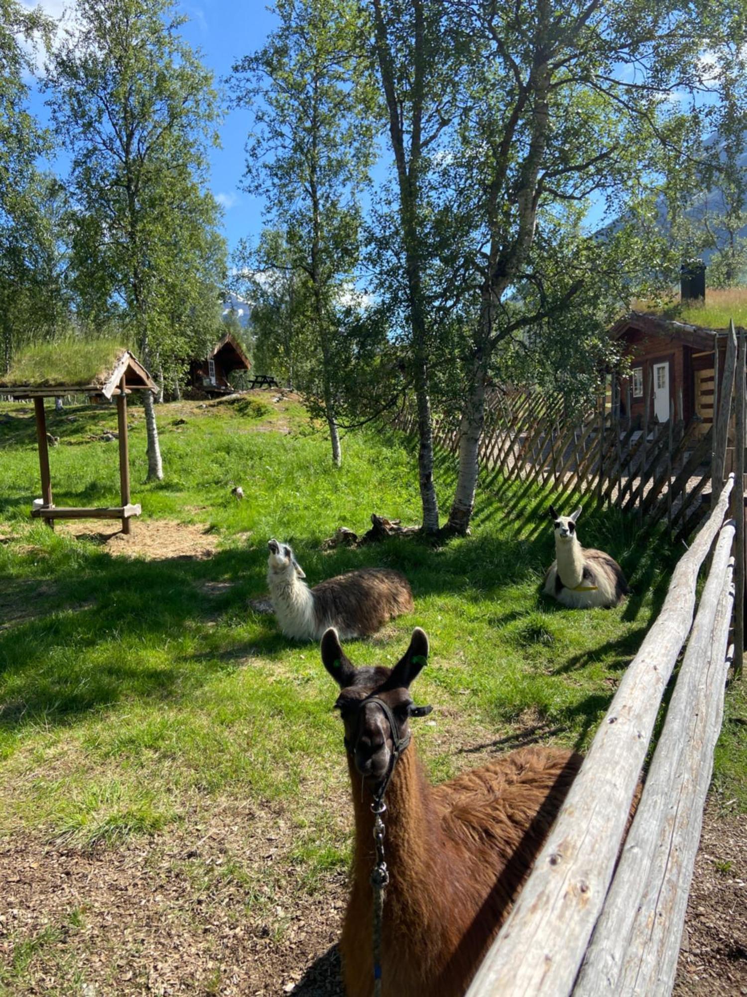 Bardu Huskylodge Zewnętrze zdjęcie