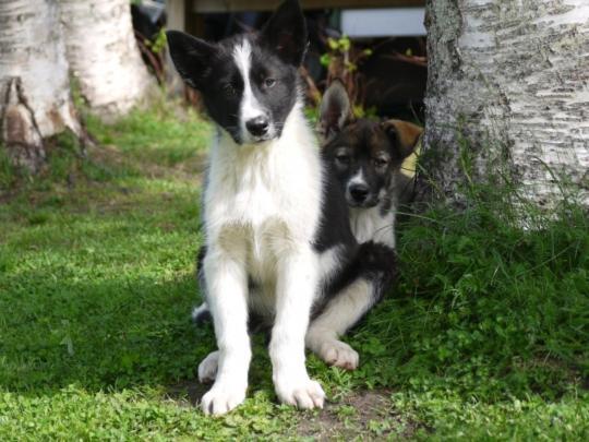 Bardu Huskylodge Zewnętrze zdjęcie