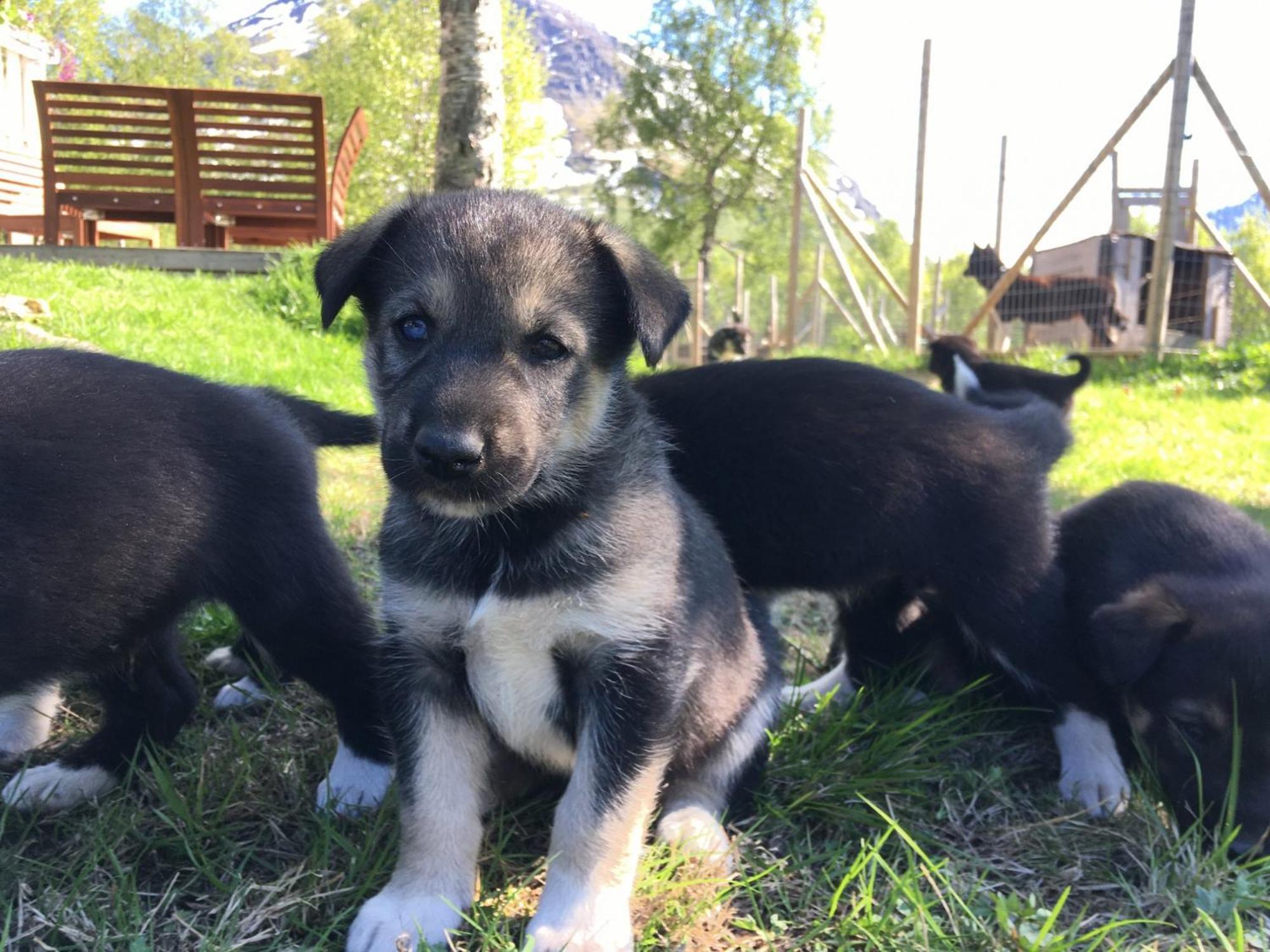 Bardu Huskylodge Zewnętrze zdjęcie